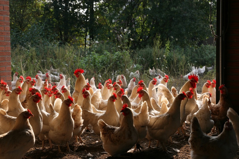 vogelgriep is ook bij biologische pluimveehouders een uitdaging