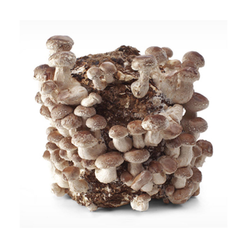 Paddenstoelen kweekset