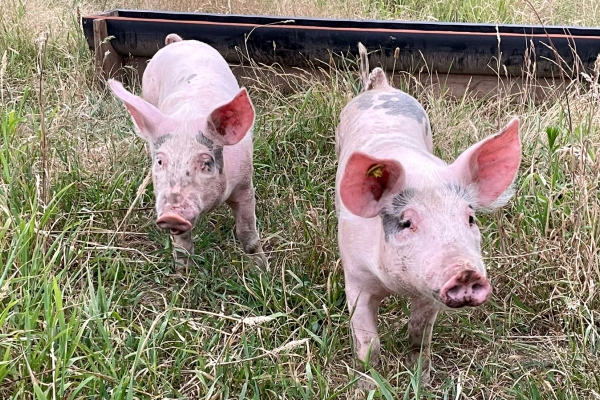 Varkens op De Beersche Hoeve