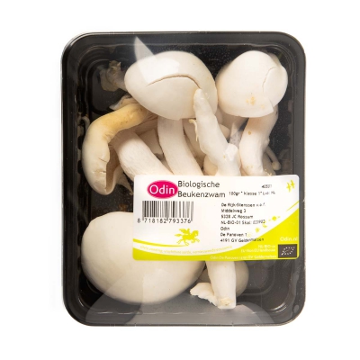Beukenzwam paddenstoel ODIN