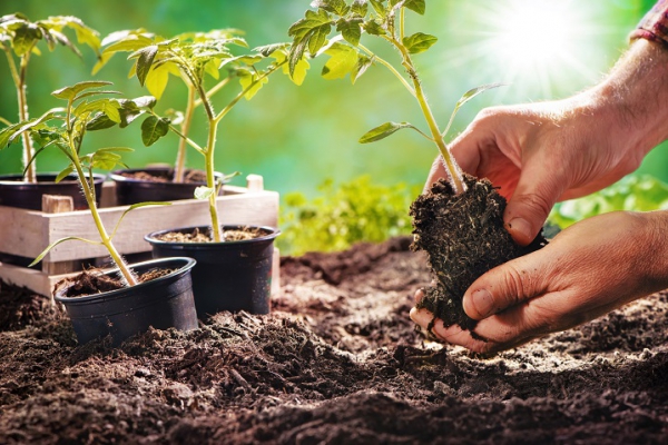 Biologische moestuinplantjes van Odin boerderij De Beersche Hoeve