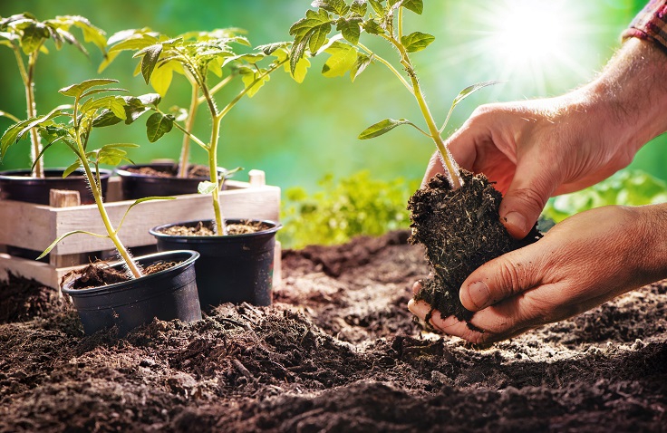 Biologische moestuinplanten Odin boerderij De Beersche Hoeve