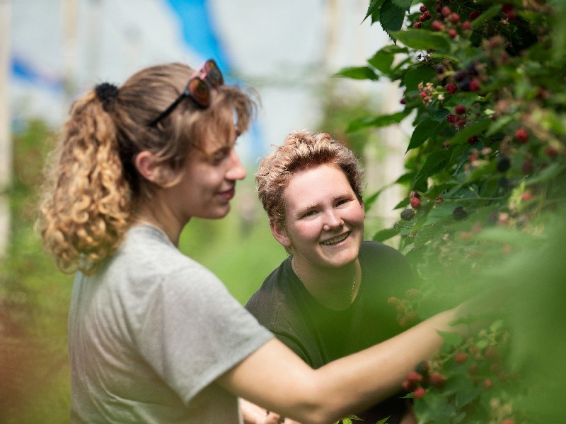 Nog meer bloemetjes en bijtjes op Fruitweelde