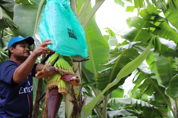 Biologische bananen bij Odin