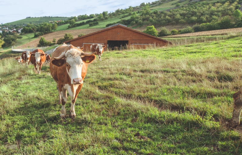 Biodynamische zuivel van Schrozberger