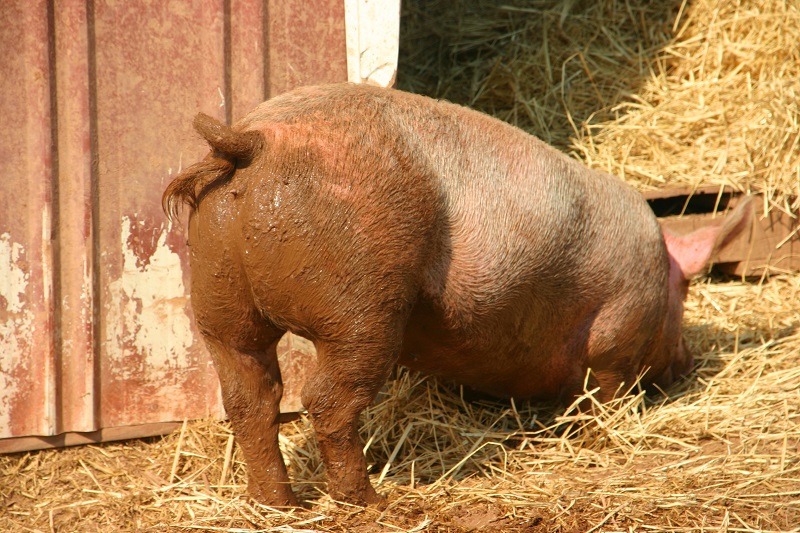 Varken met krulstaart in de modder op de boerderij