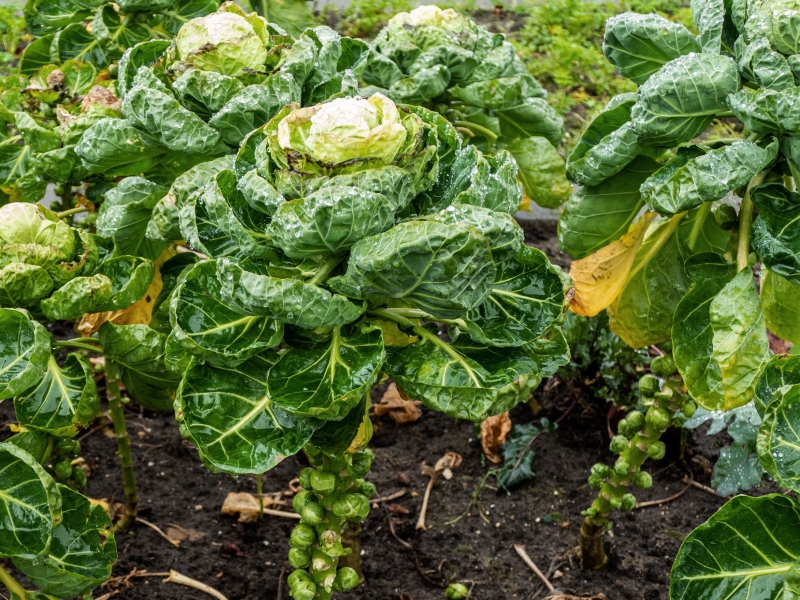 Biologische spruiten groeien in de volle grond bij Odin