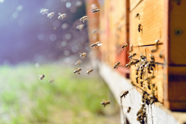 Informatieavonden biodynamisch imkeren een groot succes!