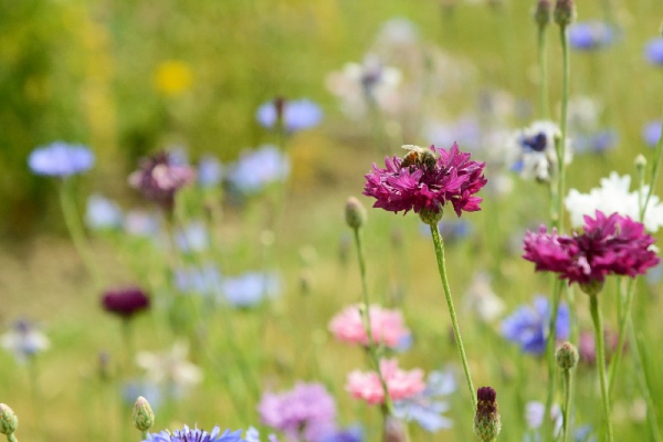 Museum Arnhem bijen en biodiversiteit