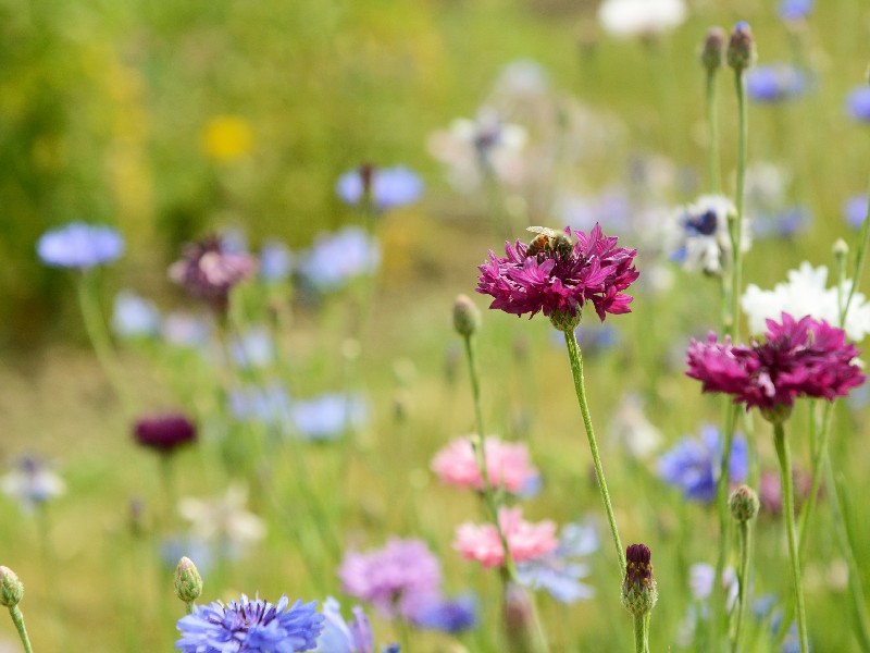 Museum Arnhem bijen en biodiversiteit