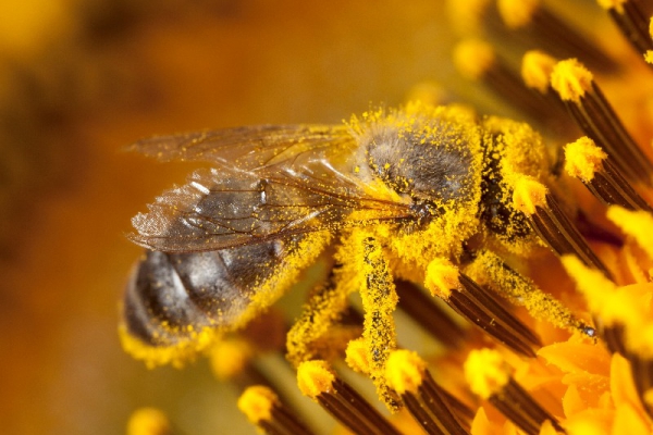 Meimaand BIjmaand biodiversiteit bijen magische wereld