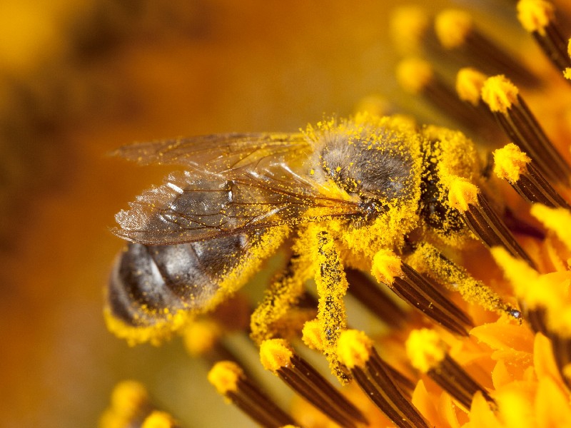 Meimaand BIjmaand biodiversiteit bijen magische wereld
