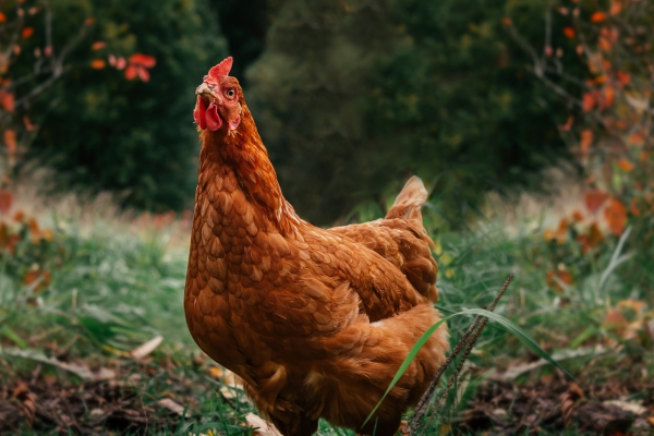 Vogelgriep: hoe zit het met vaccinaties bij onze pluimveehouders?