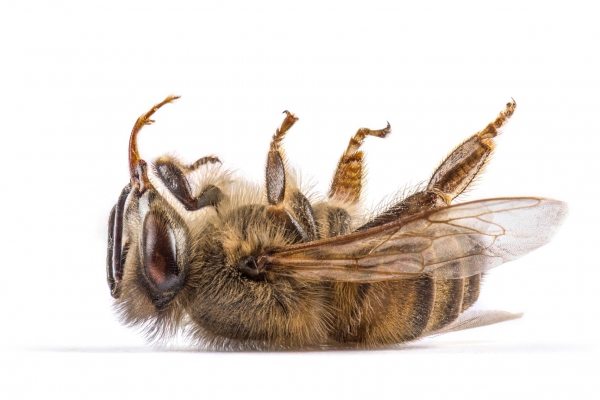 28 pesticiden in bijenvolk