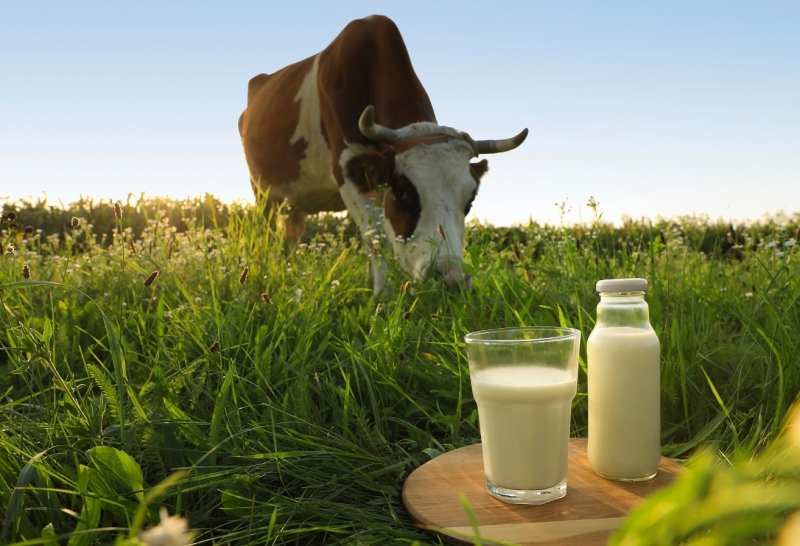 Onderzoek naar gezondheidseffecten rauwe melk