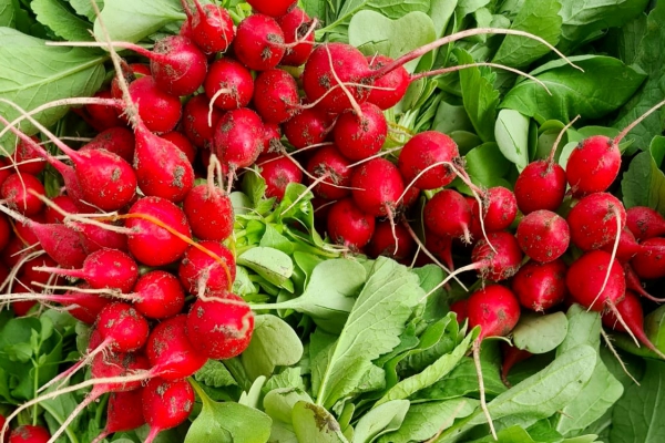 Zaadvaste biodynamische radijs van Be-Leaf