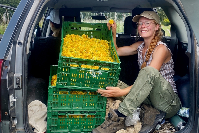 Verfplanten oogsten op biodynamische Odin-boerderij De Beersche Hoeve