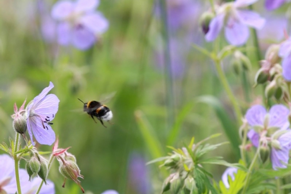 bijen bloemen cursus