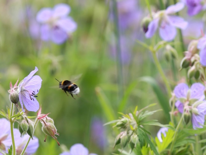 bijen bloemen cursus