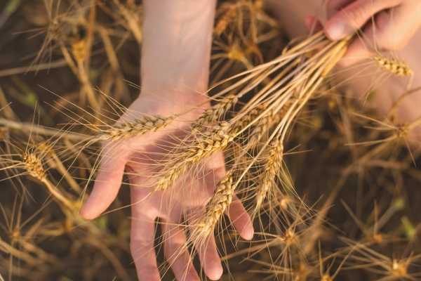 9 oktober: start cursus TAO als brug tussen jou en de plantenwereld 
