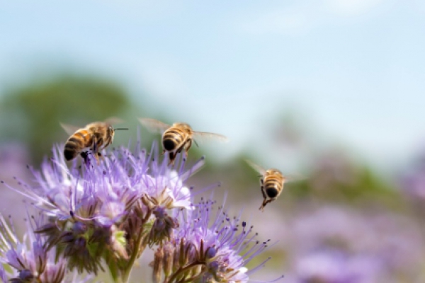 7 februari 2026: start basiscursus biodynamisch imkeren