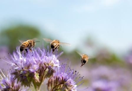 7 februari 2026: start basiscursus biodynamisch imkeren