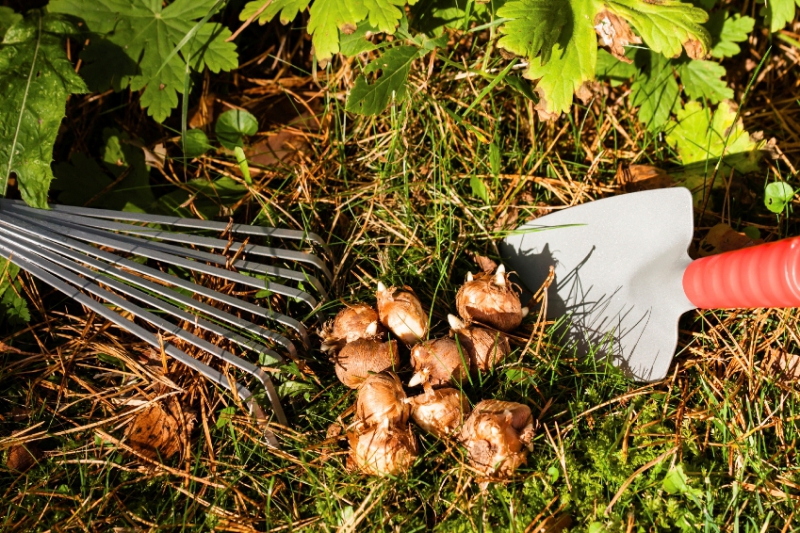 Bloembollen planten