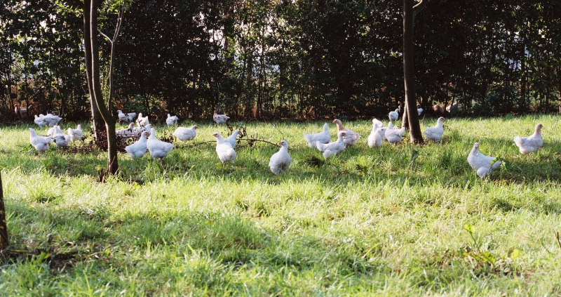 Biologisch kippenvlees van Huis ter Mee 