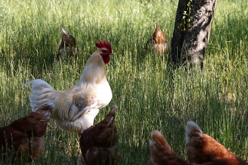Broederhaan van GroenGilde: een collectief van biodynamische pluimveehouders.