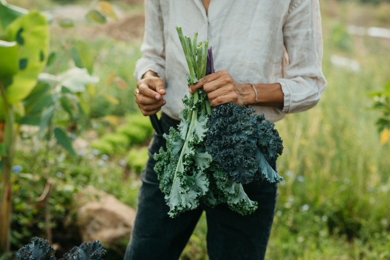 28 november: Info-ochtend opleiding Natuurvoedingskunde Kraaybekerhof Academie