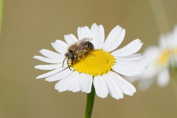 Biodiversiteitsonderzoeken in 2025