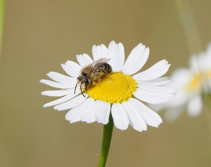 Biodiversiteitsonderzoeken in 2025