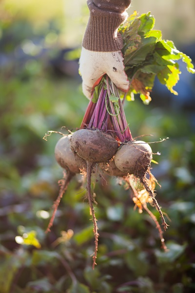 27 januari: Inspiratieavond 'Van bodem tot bord' - Ontmoeten, proeven, beleven