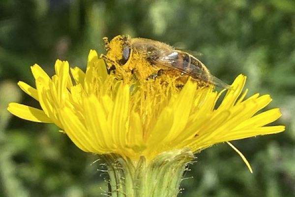 24 januari: Intense Imkerdag 