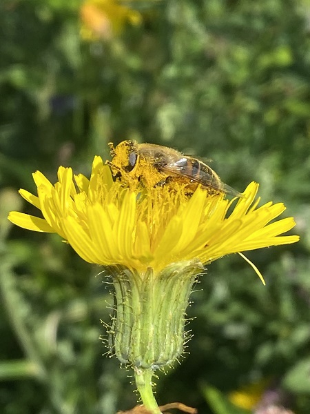 24 januari: Intense Imkerdag 