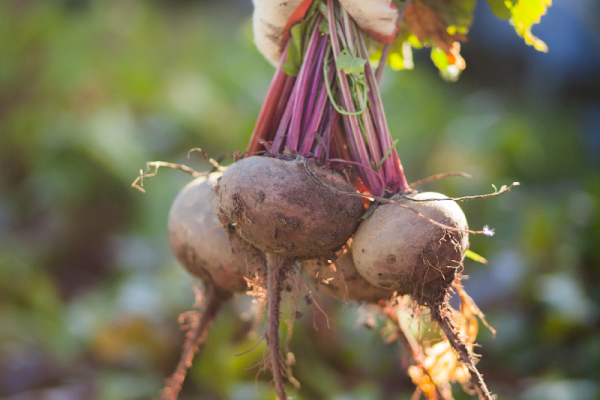 13 februari: Inspiratieavond 'Van bodem tot bord' - Ontmoeten, proeven, beleven Alkmaar