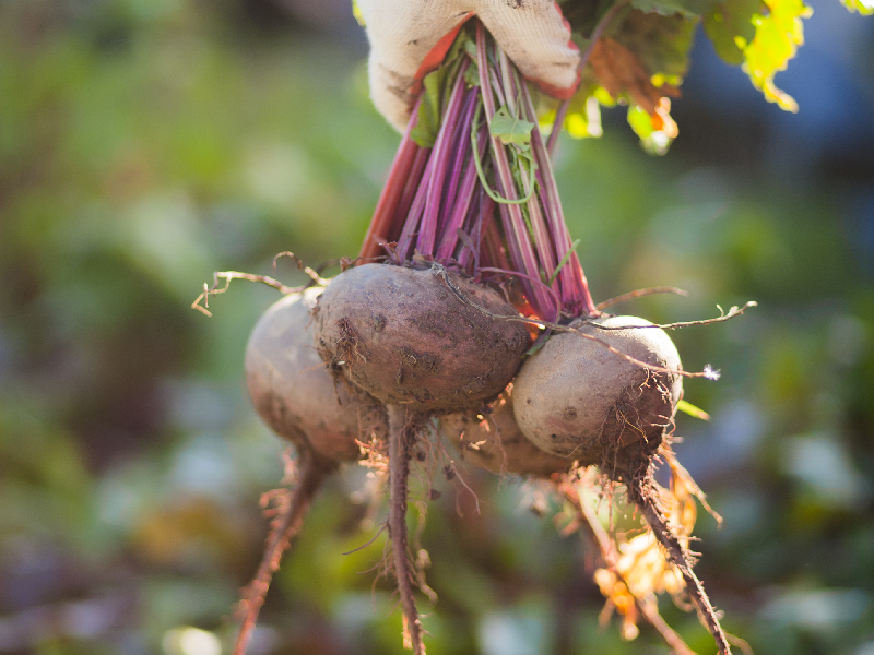 13 februari: Inspiratieavond 'Van bodem tot bord' - Ontmoeten, proeven, beleven Alkmaar