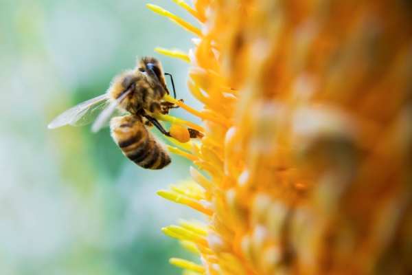 Doorlopend: BeeFoundation online cursus Jouw Bijentuin