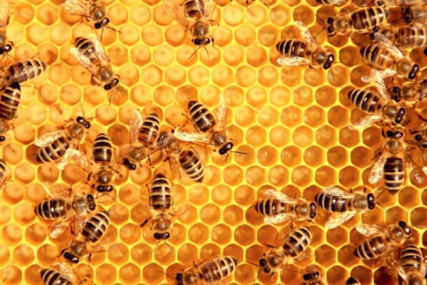 Vanaf 16 maart: cursus natuurlijk imkeren 