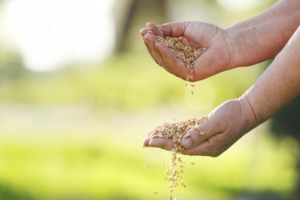 21 maart: Noordelijke Zadenmarkt Winsum