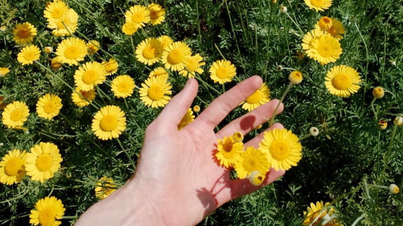 22 maart - Pop-up verflab Claudy Jongstra op Museumplein