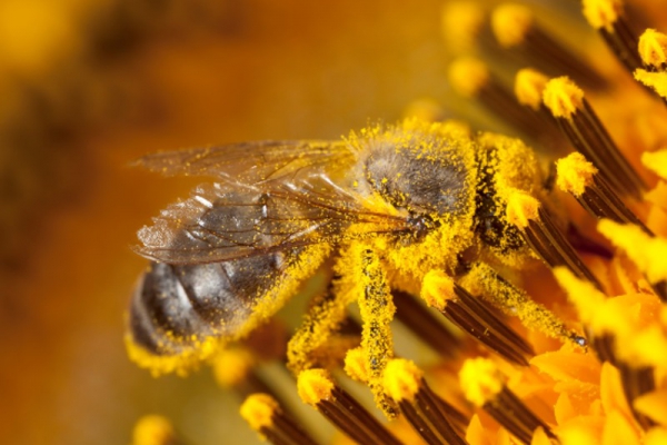 2 mei: Open instuif Meimaand Bijmaand met boer en imker