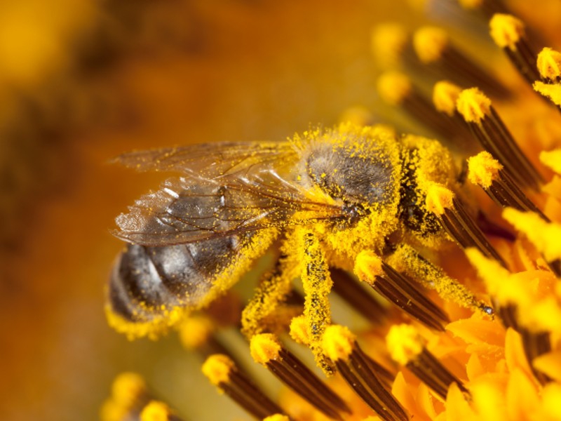 2 mei: Open instuif Meimaand Bijmaand met boer en imker