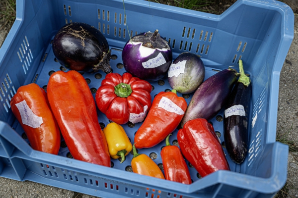 Meld je oude, zeldzame, zaadvaste en vergeten groenterassen hier aan