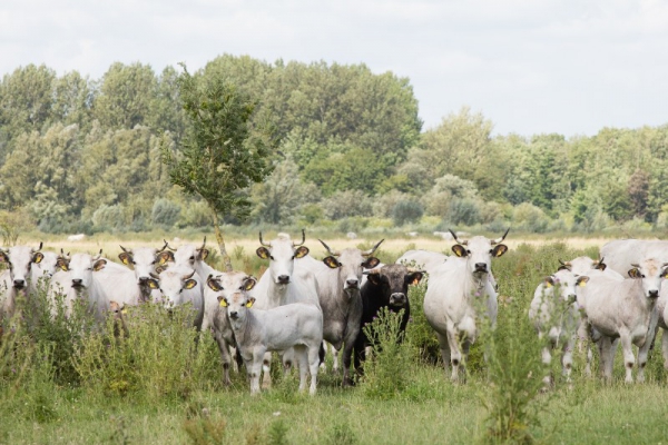Zomermagazine: “Door het kopen van groenten van een biodynamisch bedrijf, draag je bij aan natuurbehoud”