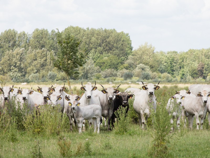 Zomermagazine: “Door het kopen van groenten van een biodynamisch bedrijf, draag je bij aan natuurbehoud”
