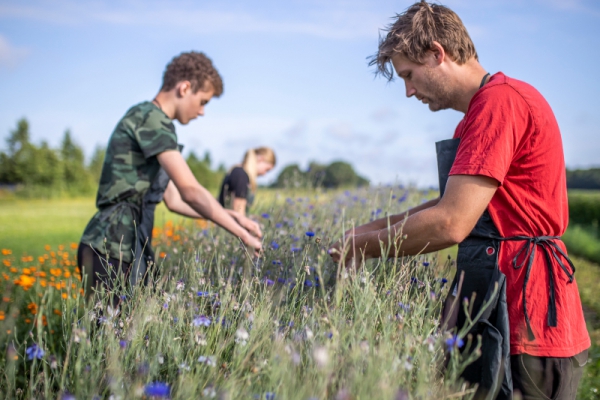 Het Blauwe Huis: Kruiden die het leven verrijken