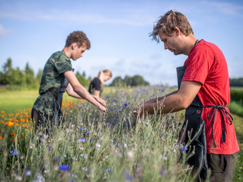 Het Blauwe Huis: Kruiden die het leven verrijken