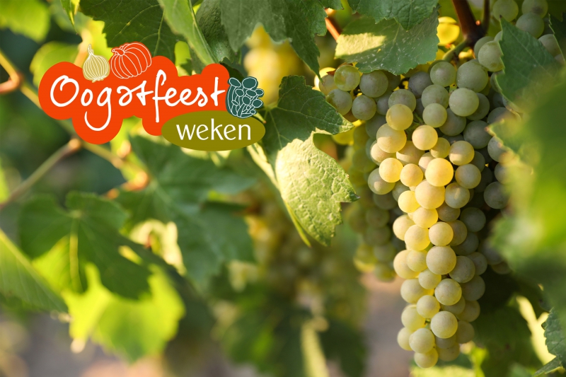 Oogstfeestweken productheld: Uva Italia druiven