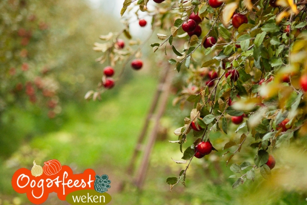 Oogstfeestweken: de 5 lekkerste herfstrecepten met Elstar appels
